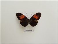 藏品(美洲毒蝶)的圖片